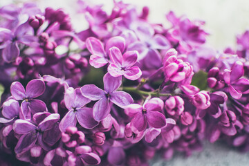 Obraz na płótnie Canvas Beautiful spring lilac texture background