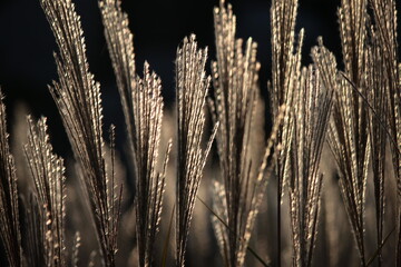 Pióropusze traw Miskanta chińskiego na oświetlone promieniami zachodzącego słońca - obrazy, fototapety, plakaty