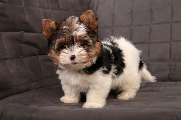 Beaver York puppy on a gray background.