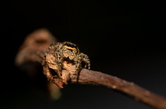 close up image of a isolated jumping wolf spider crawling on a wooden stick on a black background