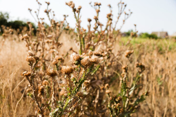 Silybum marianum (cardus marianus, milk thistle, blessed milkthistle, Marian thistle, Mary thistle or Scotch thistle) dry flowers on a beautiful blurry background