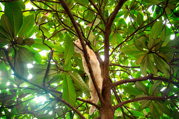 red, domestic, funny cat, sitting on a tree with green leaves