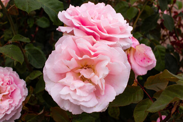 close up of pink roses in garden