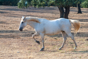 Obraz na płótnie Canvas Chained horse walking through the Extremadura pasture