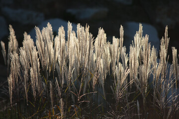 Pióropusze traw Miskanta chińskiego na oświetlone promieniami zachodzącego słońca