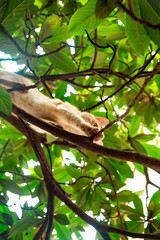 red, domestic, funny cat, sitting on a tree with green leaves
