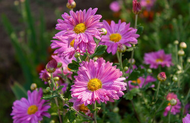 Pink asters with yellow centers in drops of morning dew.