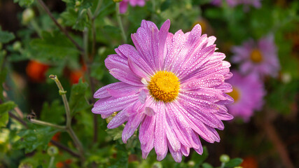 Obraz premium Pink aster with a yellow center in drops of morning dew.