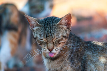 Cat sticking its tongue out at the photographer