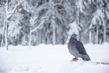 Grey dove sits on a snowcovered bench in winter park