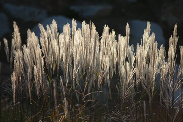 Tuft of Miscanthus sinensis grasses lit by the rays of the setting sun