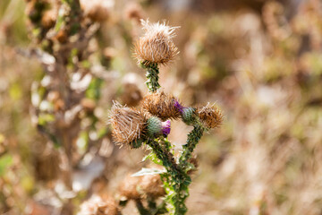 Silybum marianum (cardus marianus, milk thistle, blessed milkthistle, Marian thistle, Mary thistle or Scotch thistle) dry flowers on a beautiful blurry background
