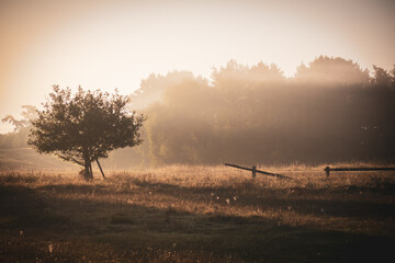 fog rises from a meadow with a tree in the early morning sunlight