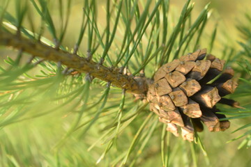 Coniferous life
