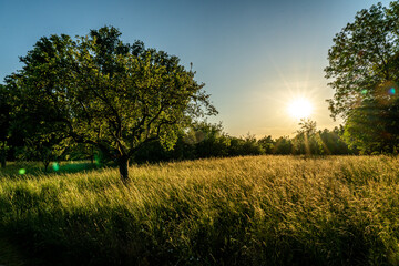 Obraz premium sunset in a orchard meadow with trees and a crop field in the foreground