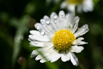 Obraz premium closeup image of a daisy flower blossom on green background