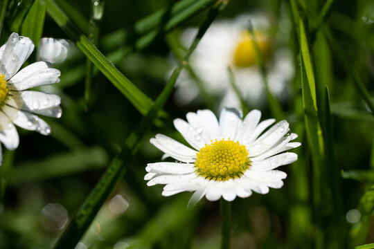 closeup image of a daisy flower blossom on green background