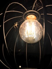 bulb on black background