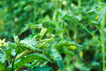 Beautiful green praying mantis on a tomato bush, Place for text.