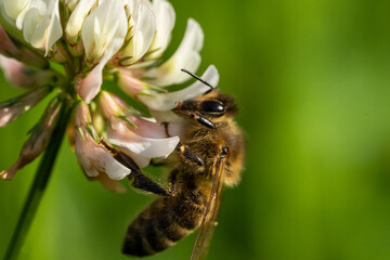 honeybee collecting pollen from a clover blossom in the garden in summertime