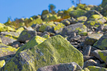Green moss on mountain rocks and stones