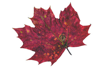autumn maple leaves