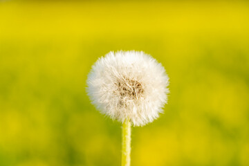 clouseup image of a dandelion flower with its seeds carried away by the wind