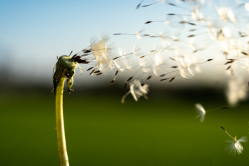 clouseup image of a dandelion flower with its seeds carried away by the wind