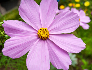 Obraz premium Purple flower