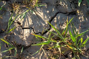 symbol for the climate change and global warming, dry soil with a crack going through it