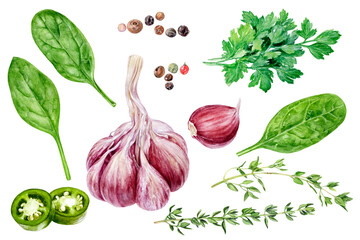 Garlic thyme parsley spinach jalapeno peppercorns set watercolor painting isolated on white background