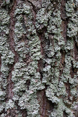 Embossed texture of brown tree bark with green moss and lichen on it.