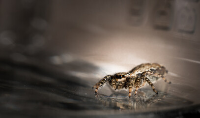 jumping wolf spider close up view sitting on glas ground