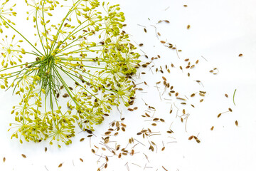 Umbrellas of dill with seeds on a white background