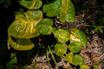 leaves in the garden