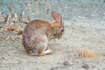 Obraz premium Eastern cottontail rabbit in Bombay Hook National Wildlife Refuge.Delaware.USA