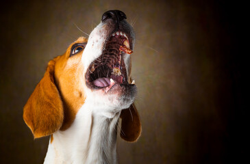 Tricolor Beagle dog waiting and catching a treat in studio, against dark background.