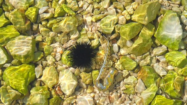 Black sea urchin lies underwater on stones next to the golden instrument is a small alt saxophone. Echinothrix diadema, commonly called diadema urchin. Long spines sea urchin. Water slow motion video