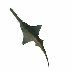 Fototapeta premium Onchopristis Sawfish Overview - This predatory shark Onchopristis Sawfish lived in the seas of several countries during the Cretaceous Period.