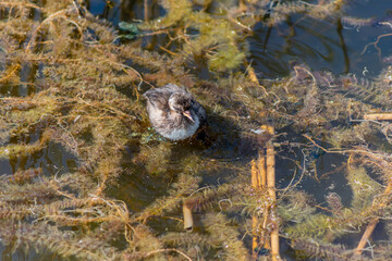 The Little Grebe (Tachybaptus ruficollis), also known as Dabchick, is a member of the grebe family of water birds. Feeding chicks.