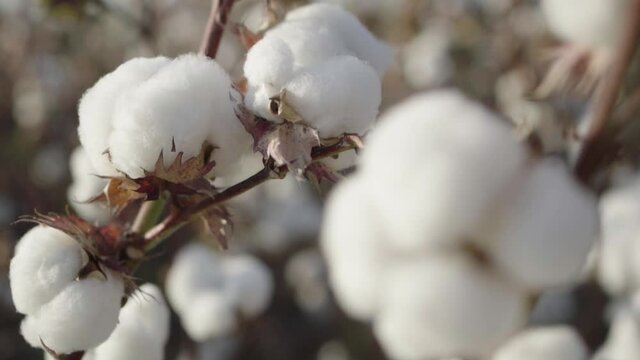 oft, ball, boll, fiber, grow, growth, industry, stem, textured, video, white, wind, bud, cotton, crop, cultivated, fabric, agriculture, field, flower, fluffy, green, harvest, material, nature, sky, sl