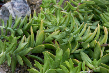 Sedum nussbaumerianum bitter, coppertone stonecrop is a low growing, perennial succulent shrub. Ornamental houseplant.