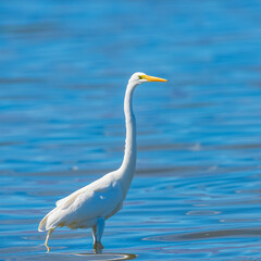 Great Egret posing erect with Salton Sea waters in background.California.USA