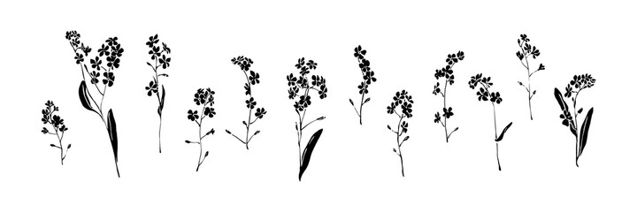 Set von handgezeichneten Vergissmeinnicht-Blumen. Schwarz isoliert Skizze botanische Vektor-Illustration auf weißem Hintergrund. Sammlung von floralen Pinseltintenmalereien