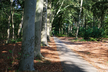 View on paved cycling and hiking track through dutch forest in summer - Nijmegen (Duivelsberg), Netherlands