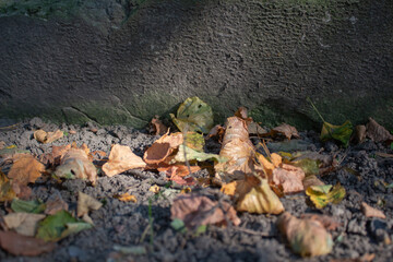 Autumn in the city, fallen leaves on the concrete 1