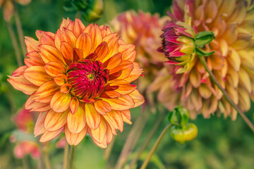 Red an yellow dahlia flower plant
