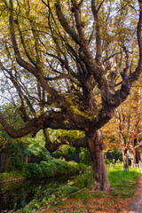 Old trees near canal and street, Hague, Netherlands