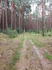 path in the forest