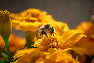 bee on yellow flower